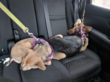 Dogs in the backseat. Click for full size.