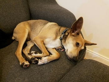 Sapo laying down. Click for full size.