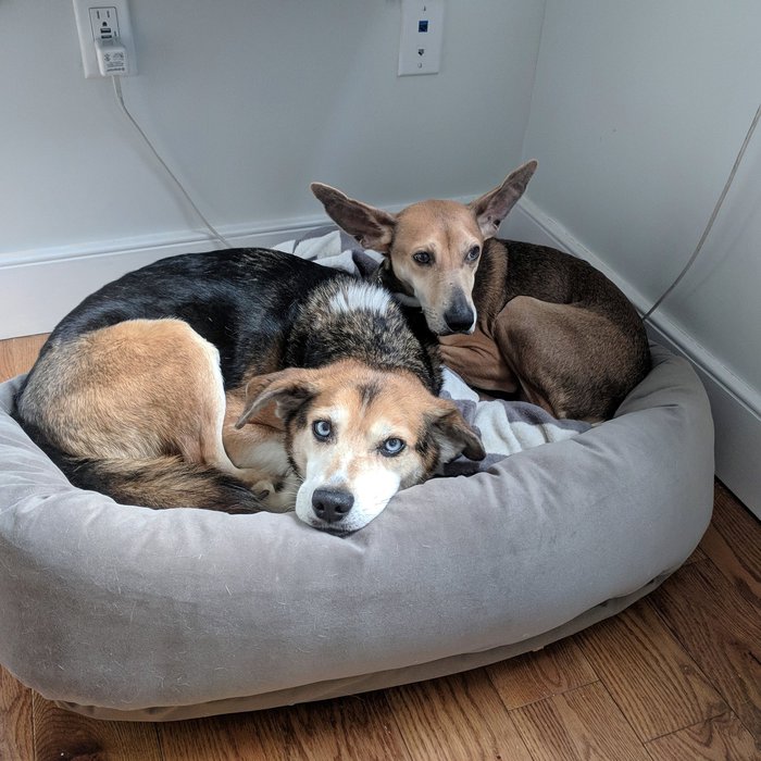 More gratuitous dog photos. Click for full size.