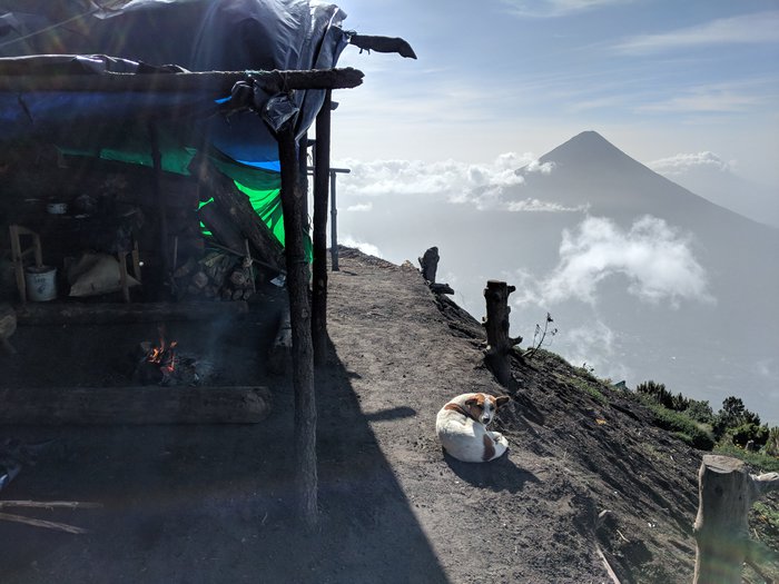 Dog at the campsite. Click for full size.