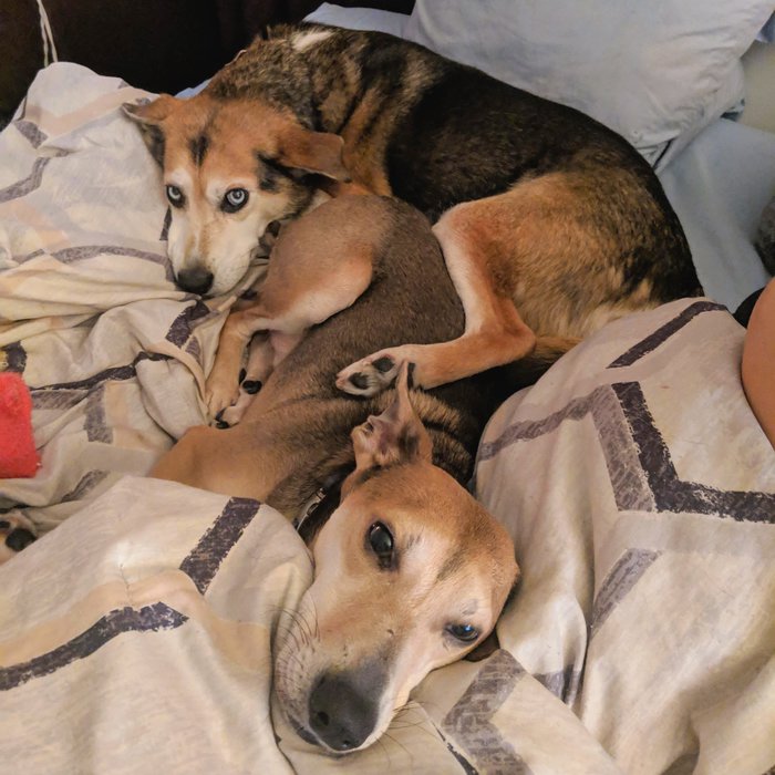Sapo and Rocco snuggling. Click for full size.