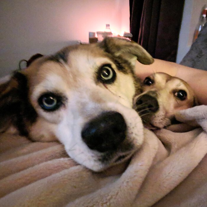 Rocco and Sapo, with smushed faces. Click for full size.