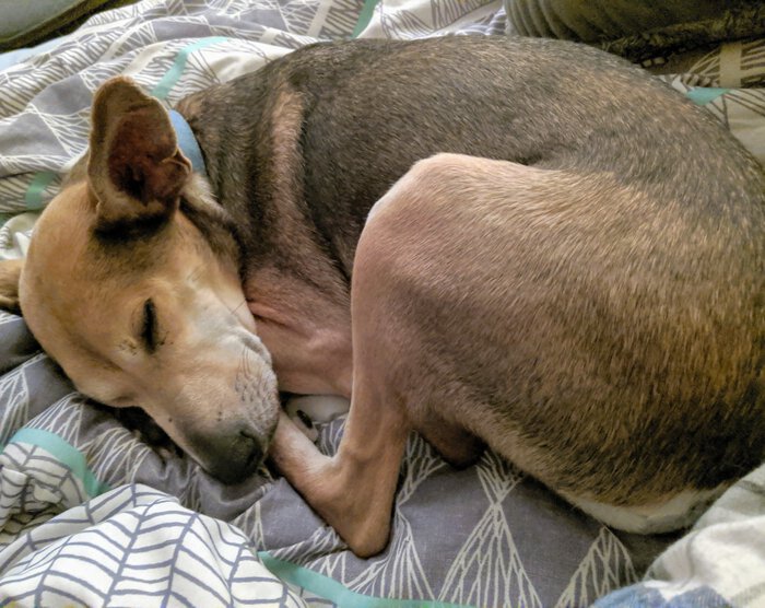 Sapo sleeping. Click for full size.