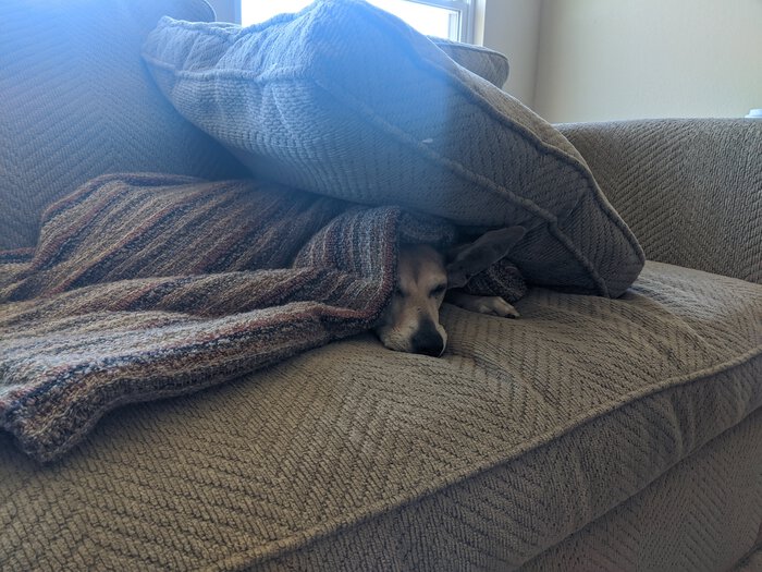 My dog, under a pile of pillows.