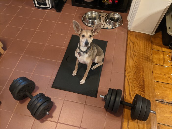 Sapo, looking forlorn on my weights. Click for full size.