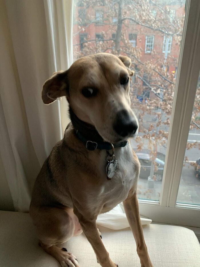 Sapo at the window. Click for full size.