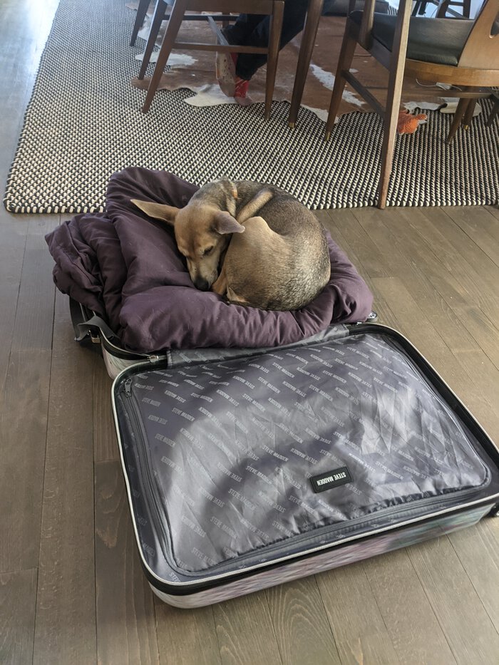 Sapo in a suitcase the day before. Click for full size.