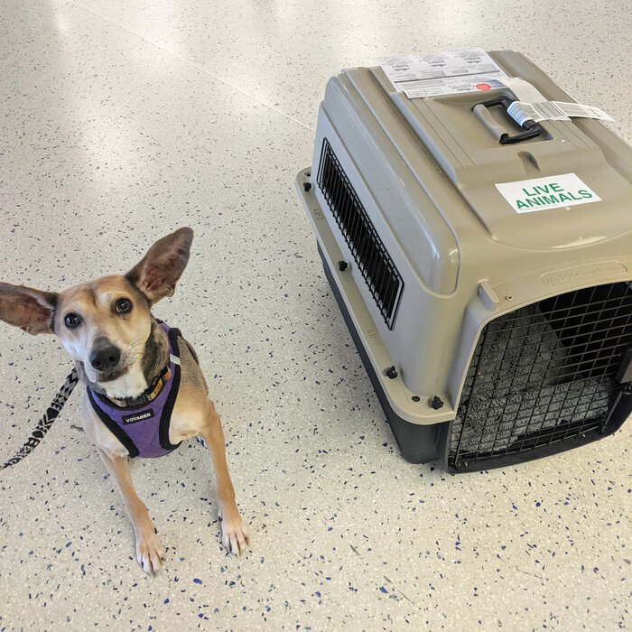 Sapo next to his travel crate at the airport. Click for full size.