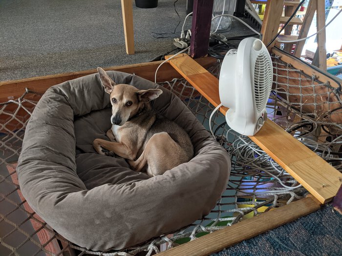 Sapo in a dog bed suspended in a net. Click for full size.
