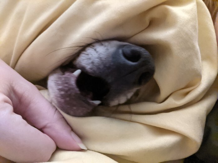 Dog open maw.